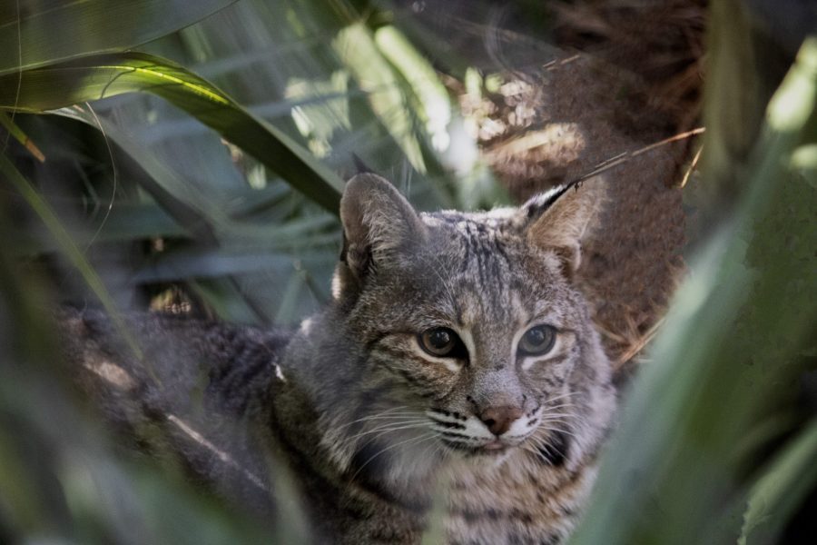 A bobcat lays in some bushes