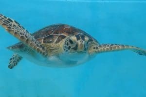 A green sea turtle swimming