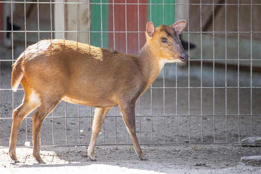 Harriet the muntjac