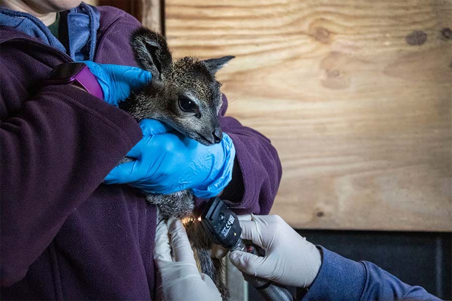 Klipspringer baby receives a neonatal exam.