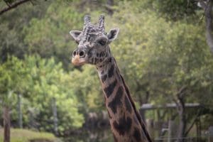 Rafiki the giraffe