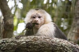 A capuchin eats a snack