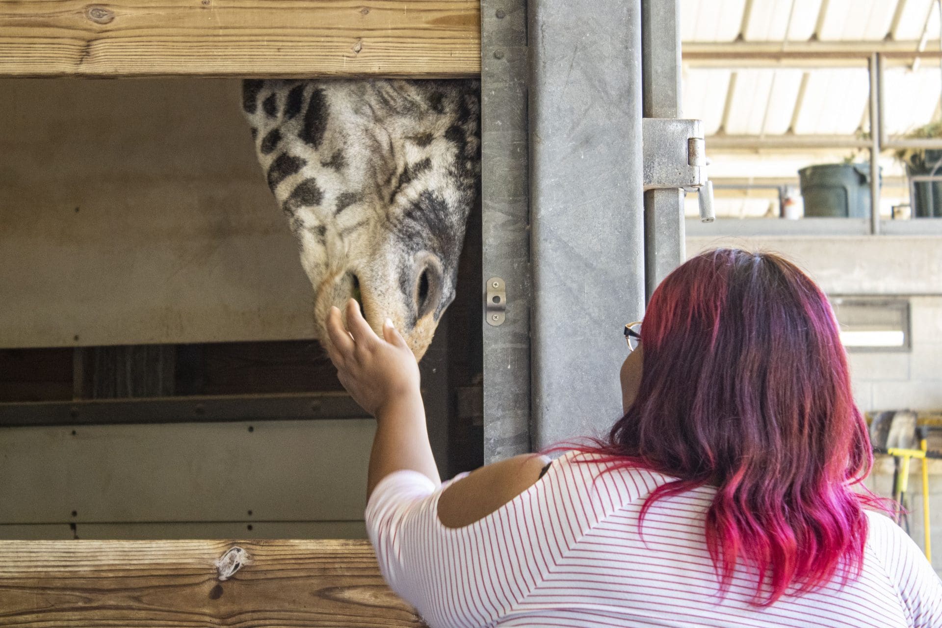 A woman feeds a giraffe.