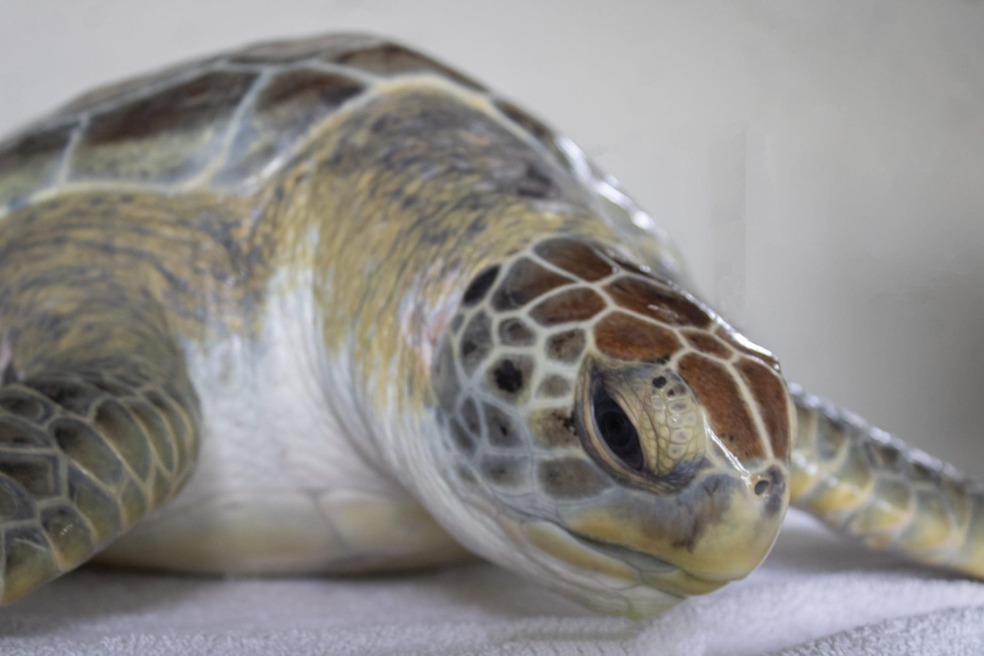 Releasing Banana the Green Sea Turtle After 14-Month Stay - Brevard Zoo