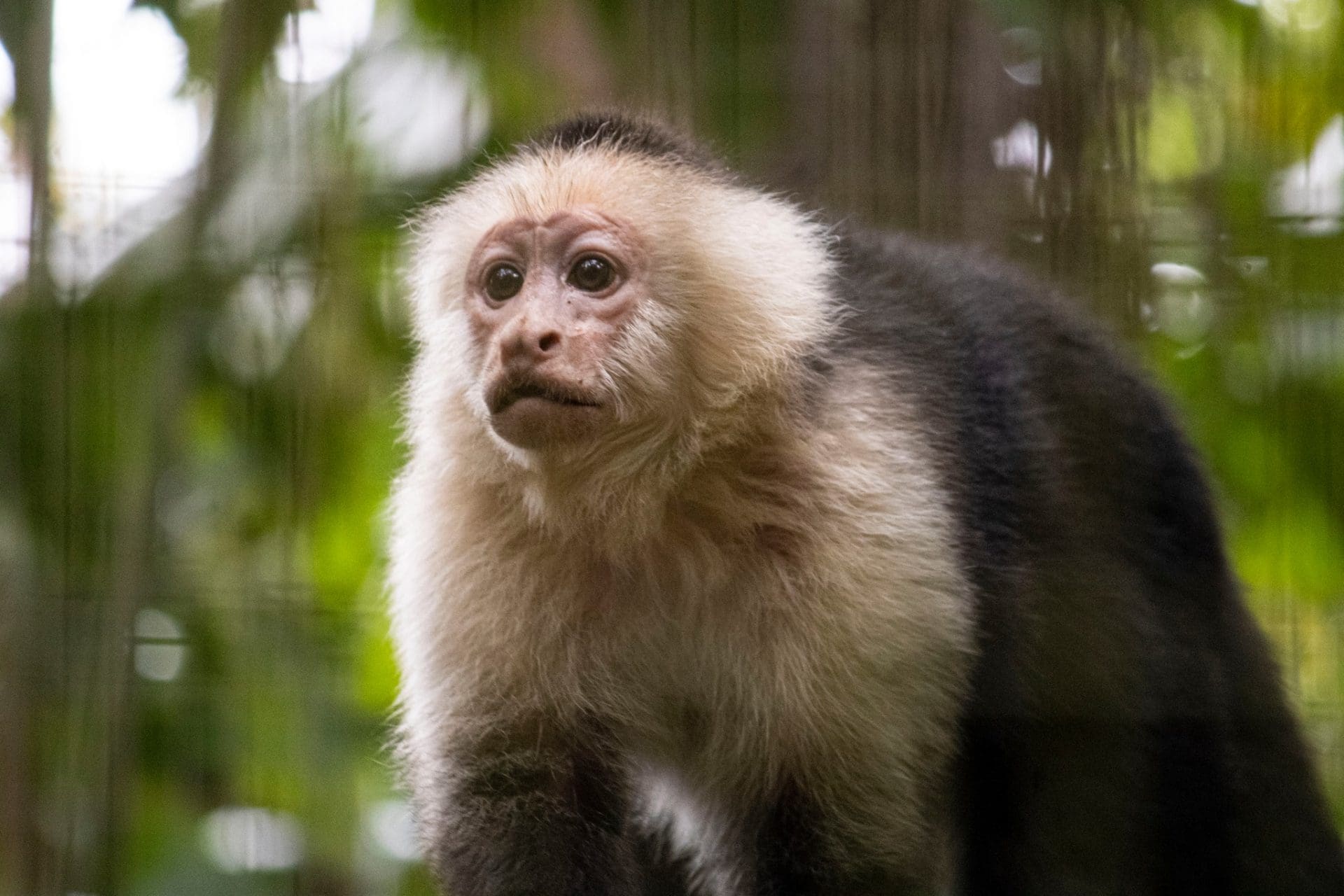 white capuchin monkey
