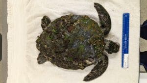 A photo of green sea turtle Banana upon intake covered in leeches, algae and more. 