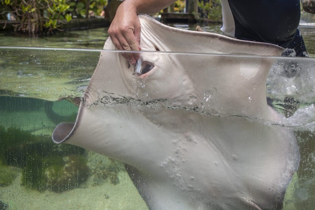 A stingray is fed seafood