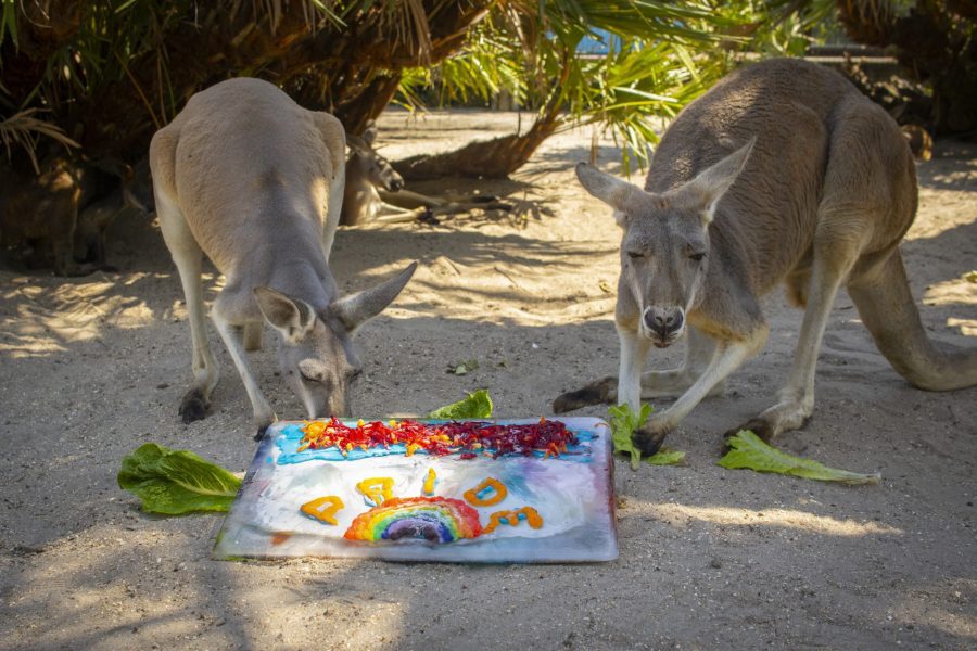 Two kangaroos check out a special Pride-themed enrichment. 