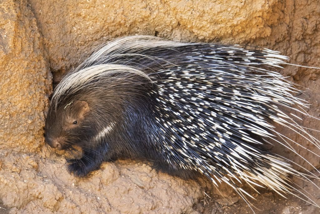 A Cape porcupine lays near some reddish rocks.
