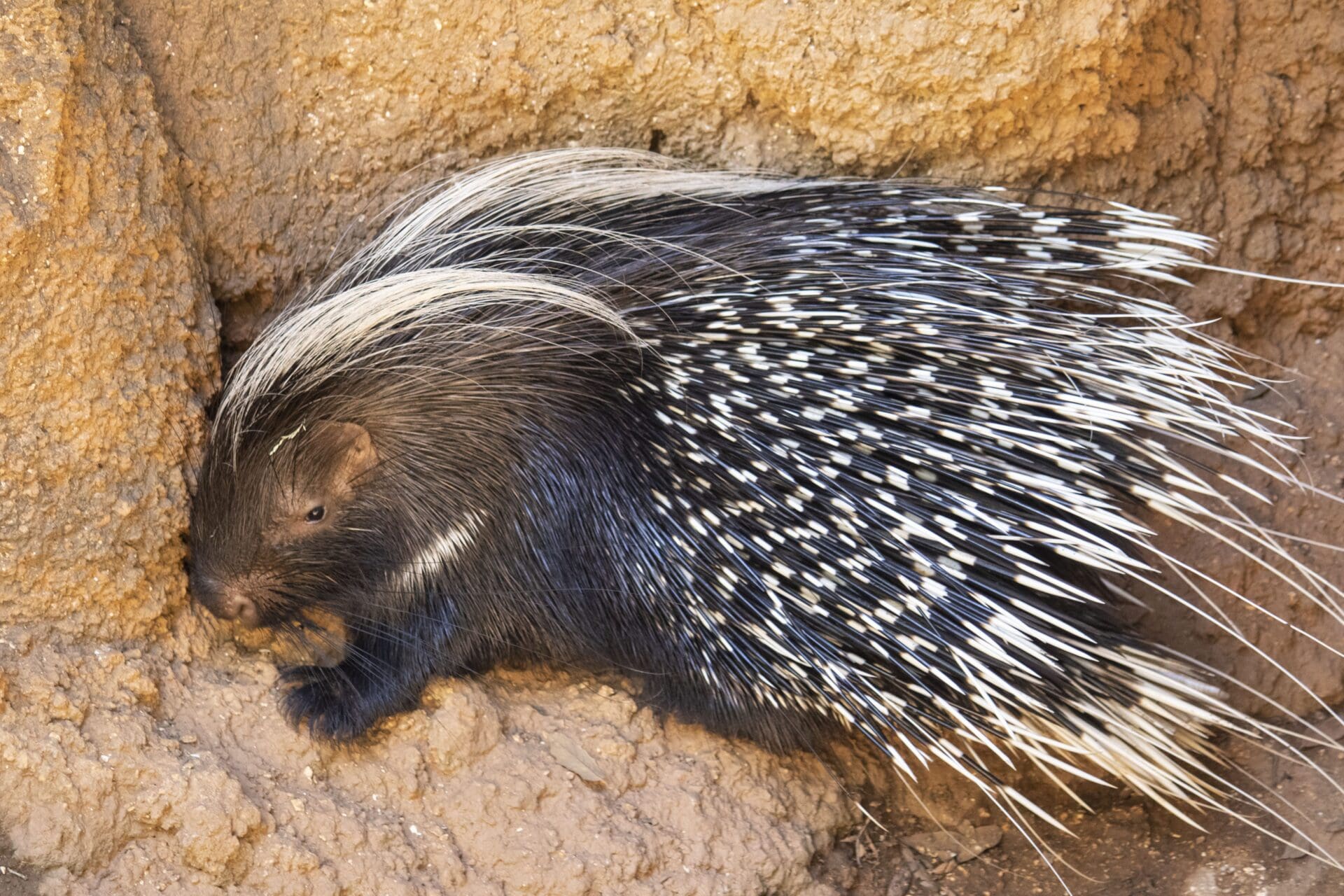 Can Porcupine Shoot Their Quills At Jessica Fischer Blog