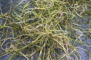 A pile of seagrass