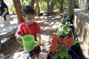 A preschooler waters a red flowered plant.