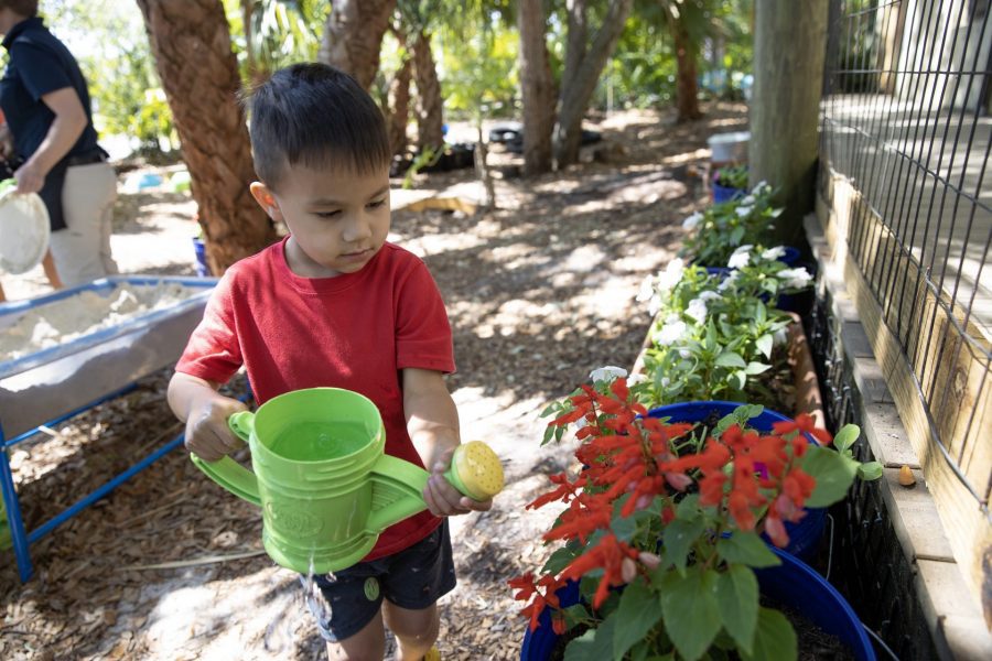 A toddler waters a red flowered plant. 