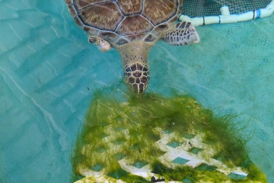 A sea turtle eats algae