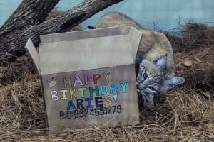 A bobcat sniffs a cardboard box that reads "Happy Birthday Aries!"
