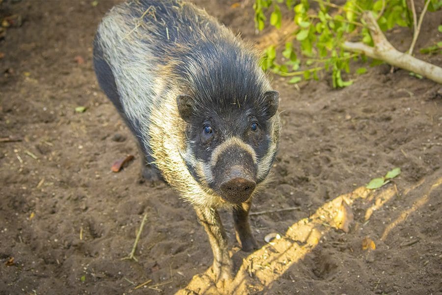 Fancy the Visayan warty pig
