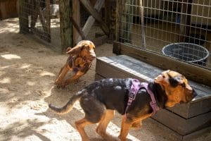 Two bloodhound puppies race through the Barnyard.