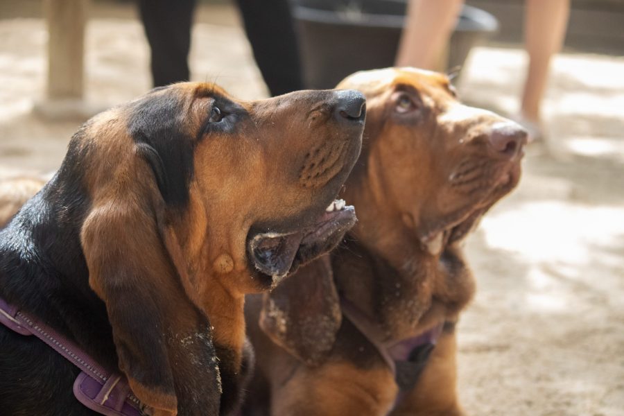 Two bloodhound puppies sit in the Barnyard.