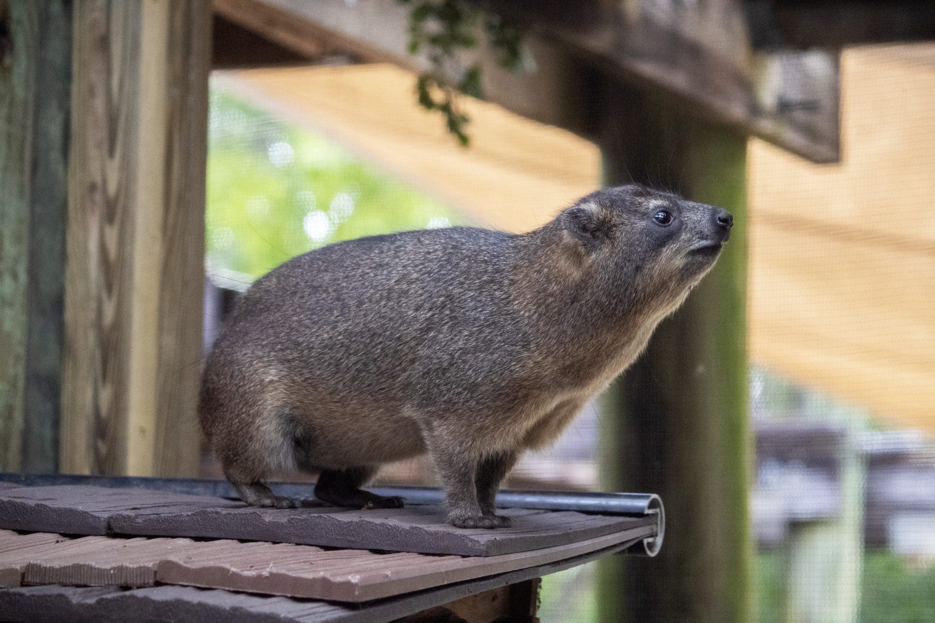 Pet Hyrax