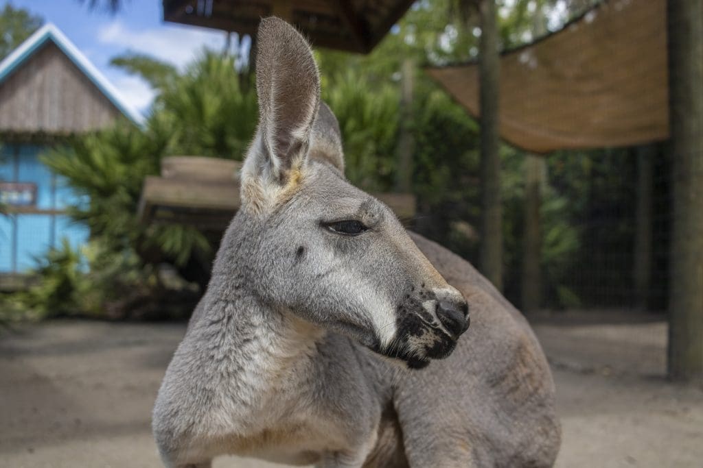 A side profile of a red kangaroo