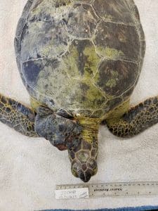 An intake photo of Roadhouse the green sea turtle shows the top of the turtle, including a large tumor on their neck. 