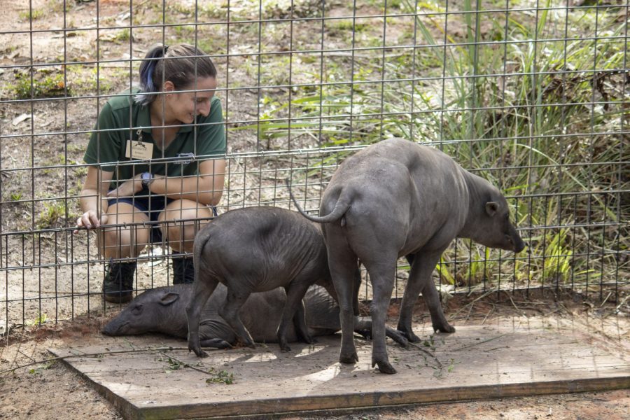 Zookeeper with mother babirusa and two babies