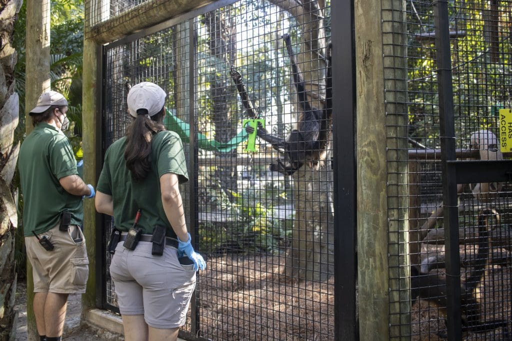 Rainforest Revealed keepers train our troop of spider monkeys