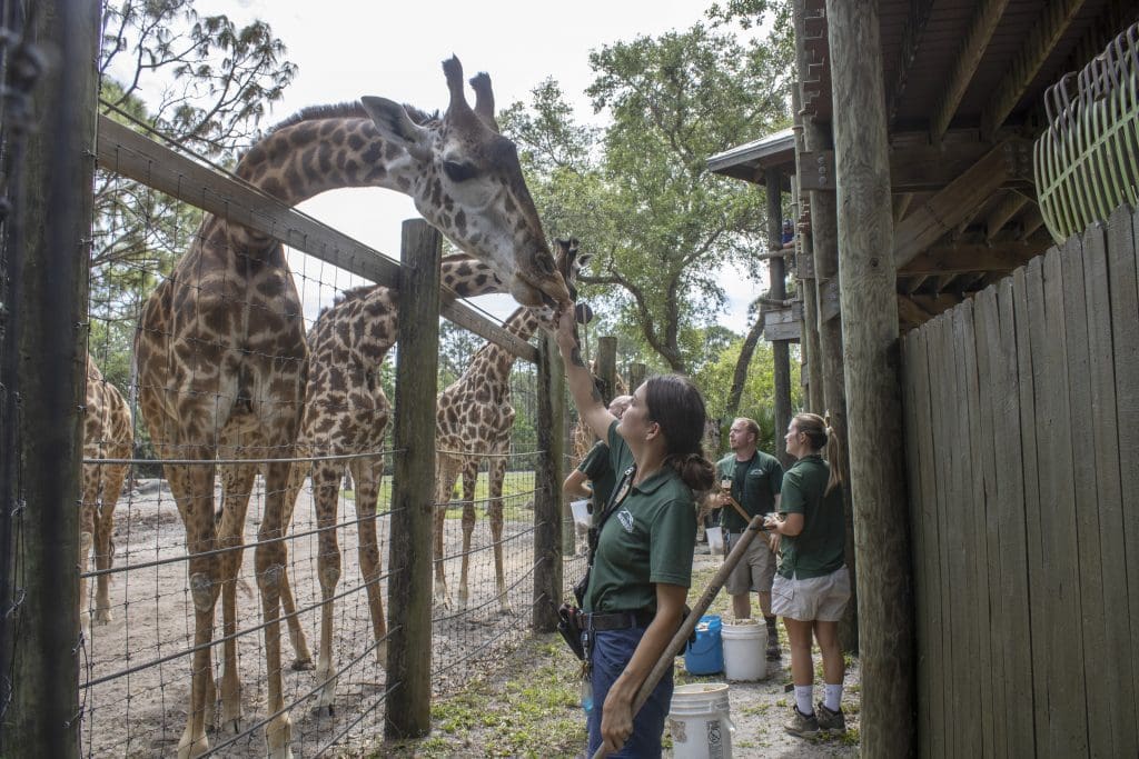 Africa keepers work with giraffe
