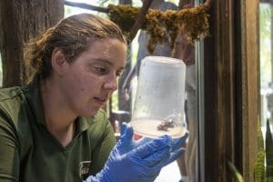 A keeper looks at a poison dart frog in a container