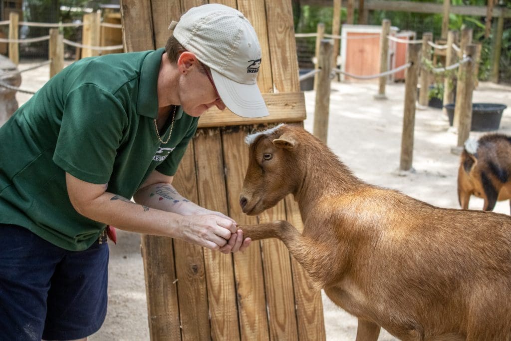 A keeper pets a goat's hoof.