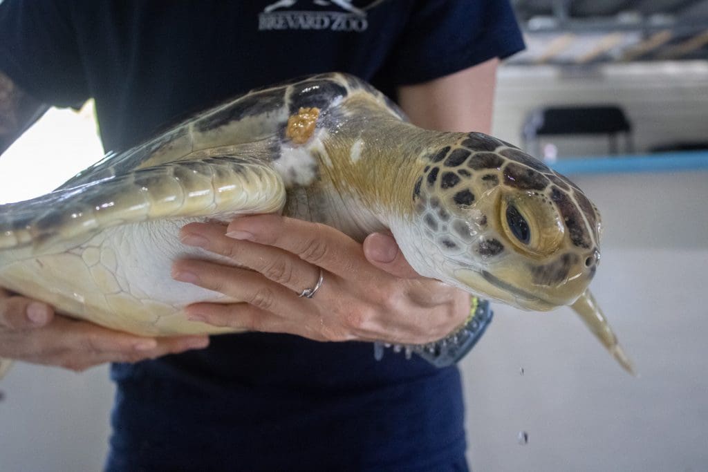 A Sea Turtle Healing Center team member holds Roadhouse the green sea turtle