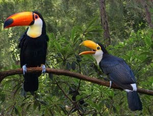 Two colorful toucans in a tree in the Amazon