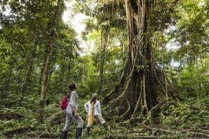 Tall tree in the Amazon with two women looking up at it