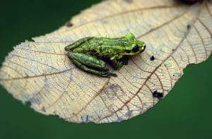 Green frog on a leaf from the Amazong