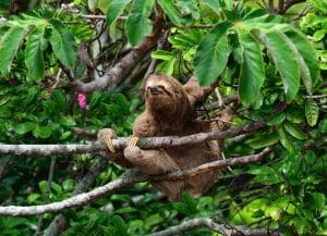 Brown three-toed sloth in a tree in the amazon