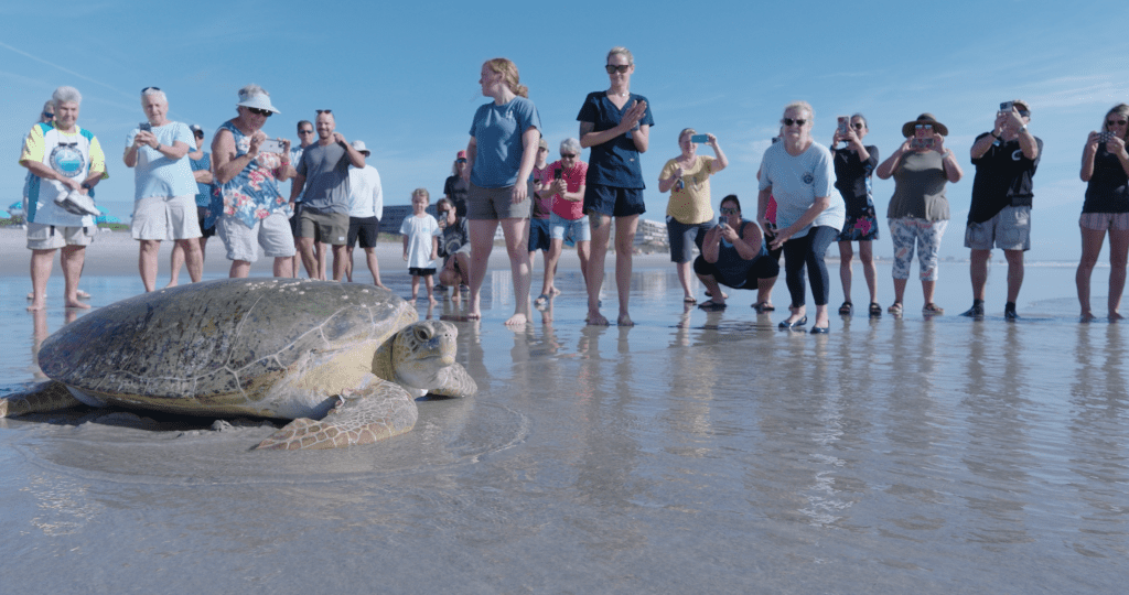 A green sea turtle on a beach makes her way to the ocean.