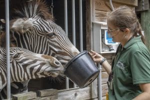 A keeper feeds two Grevy's zebra