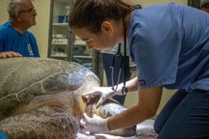 Dr. Kyle Donnelly checking the wounds of adult green sea turtle Jolene