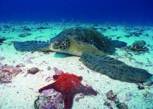 Sea turtle on the floor of the ocean next to a red starfish in Galapagos