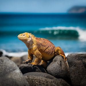 Orange Galapagos iguana on rocks