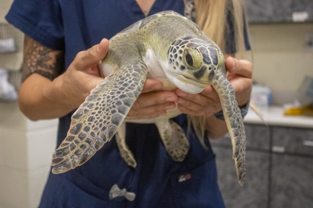 Opal the green sea turtle is carried by a Sea Turtle Healing Center team member