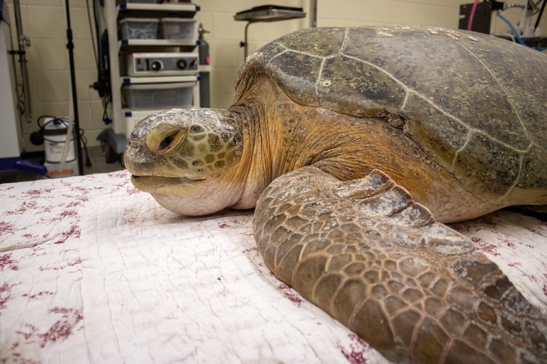 Meet One of Our Largest Green Sea Turtle Patients! - Brevard Zoo