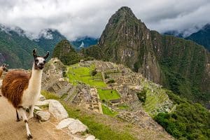 Peru Machu Picchu mountain and ruin area with brown and white llama