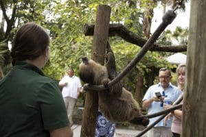 A sloth meets guests on his perch