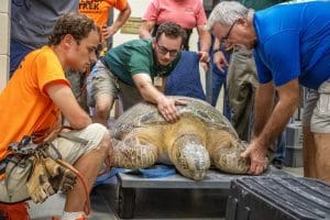 Adult green sea turtle Jolene being carefully held in place by Zoo staff while being wheeled into the Healing Center.
