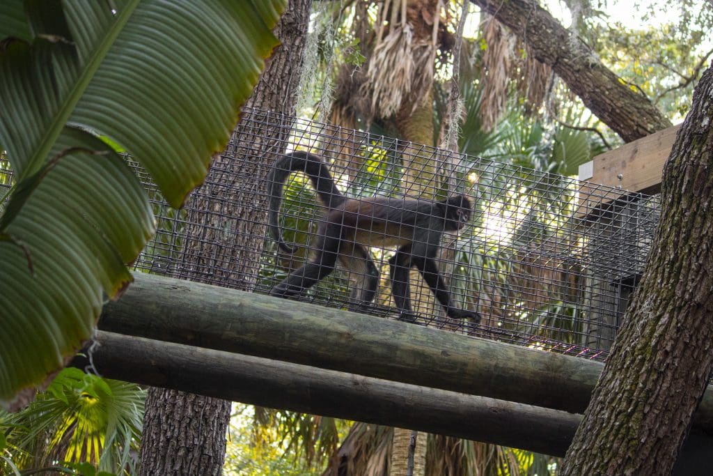 A black-handed spider monkey makes their way through a sky tunnel.