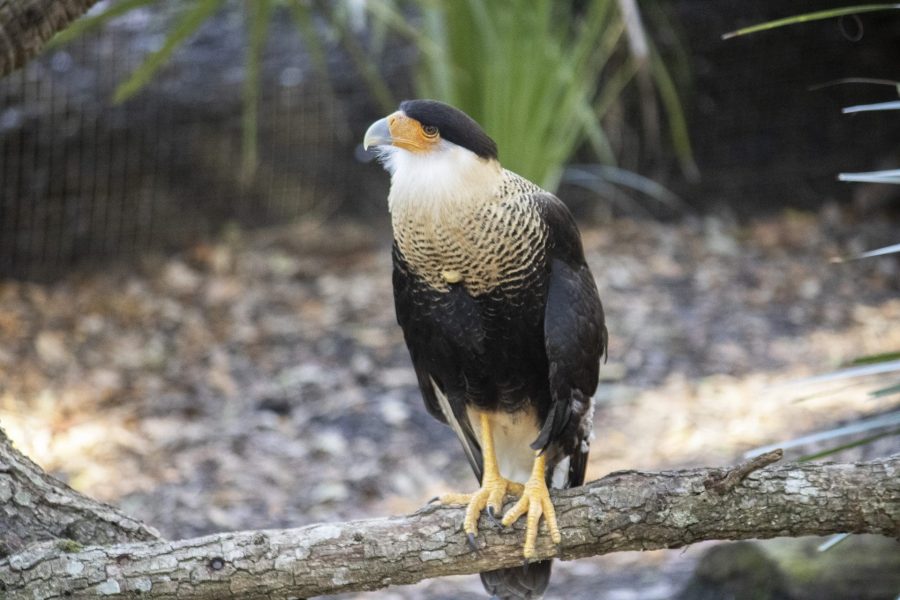 A crested caracara stands on a branch.