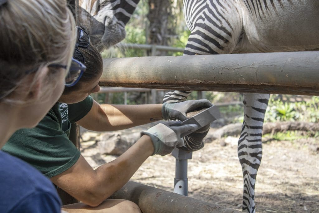 Offering Our Animal Residents Meaningful Choice and Control Brevard Zoo