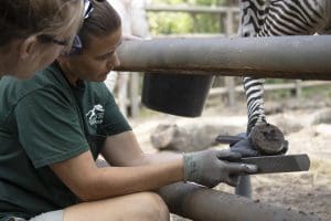 A zebra receives a hoof trim