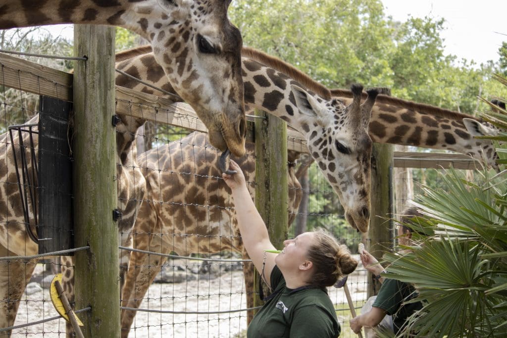 A keeper feeds a giraffe a cracker.